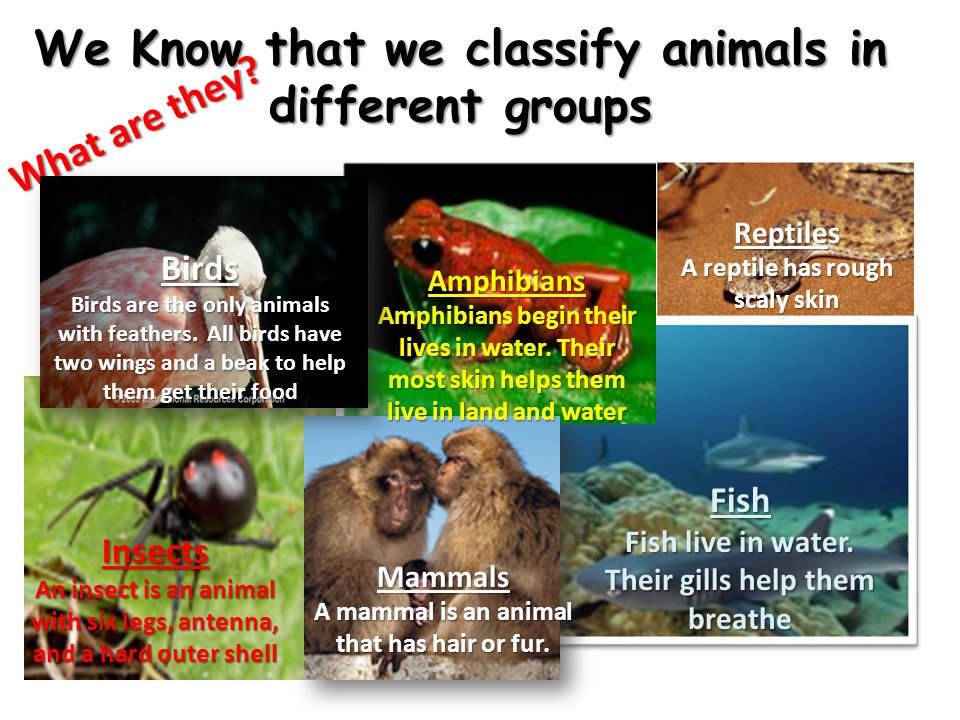 Animals & Where They Live - ppt video online download