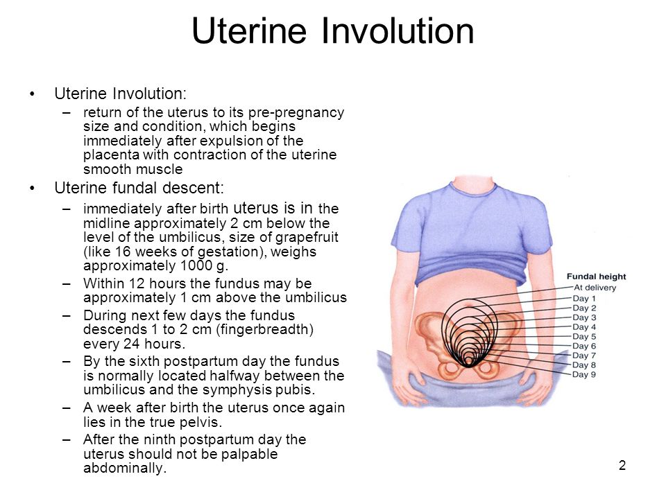 The Postpartum Period Puerperium Fourth Trimester Of Pregnancy The 6 Week Interval Between The Birth Of The Newborn And The Return Of The Reproductive Ppt Download