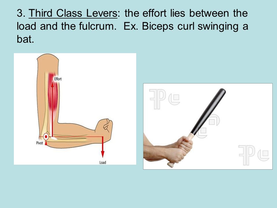 3. Third Class Levers: the effort lies between the load and the fulcrum.