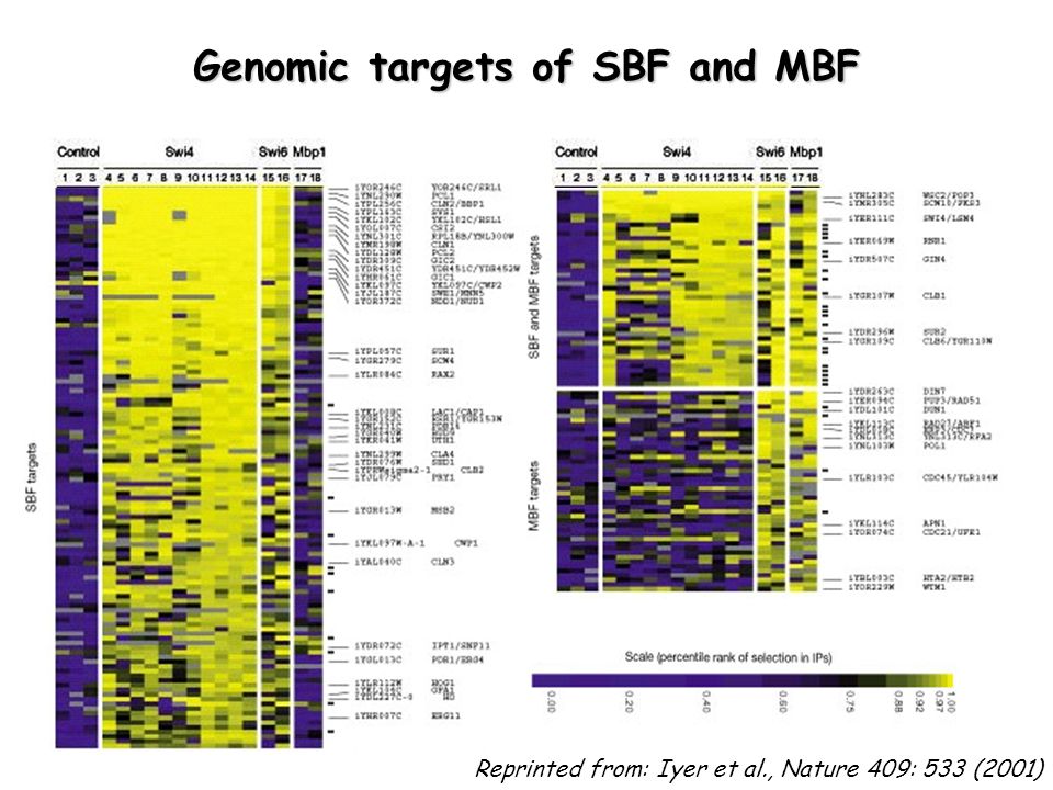 Genomic targets of SBF and MBF