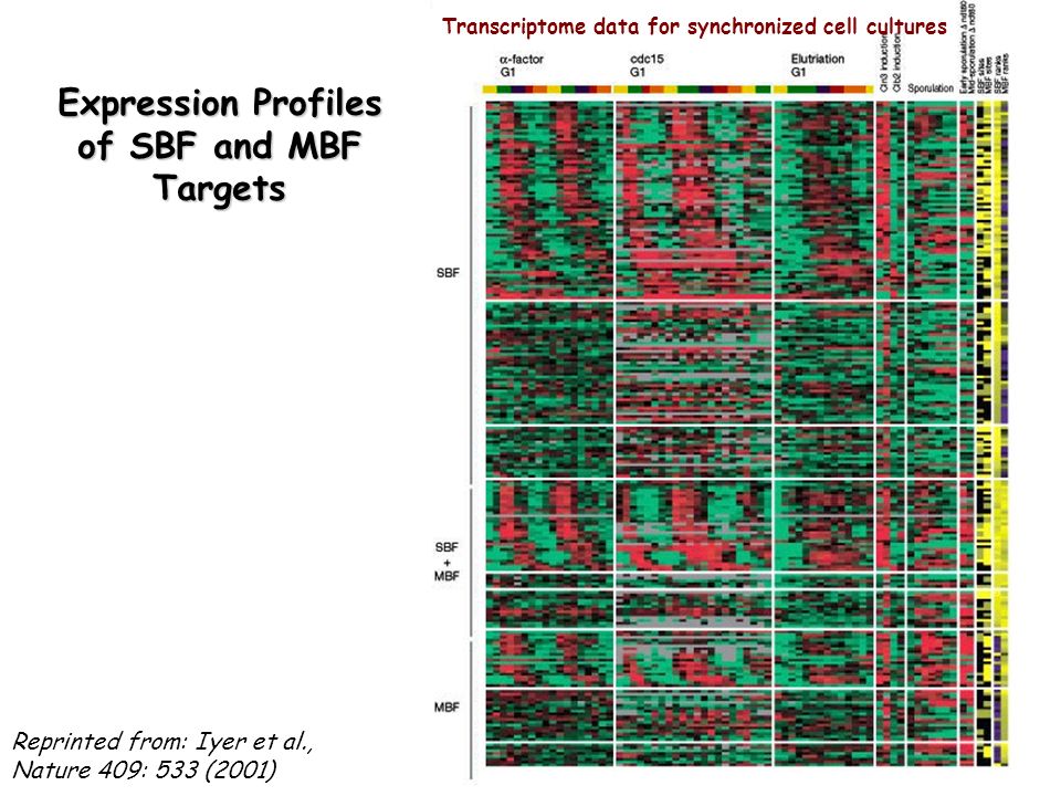 Expression Profiles of SBF and MBF Targets