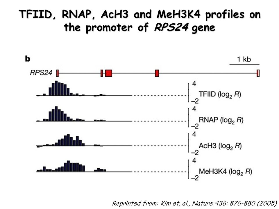 TFIID, RNAP, AcH3 and MeH3K4 profiles on the promoter of RPS24 gene