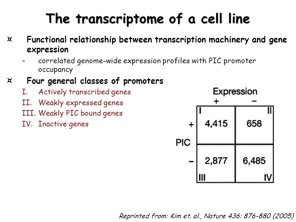 The transcriptome of a cell line