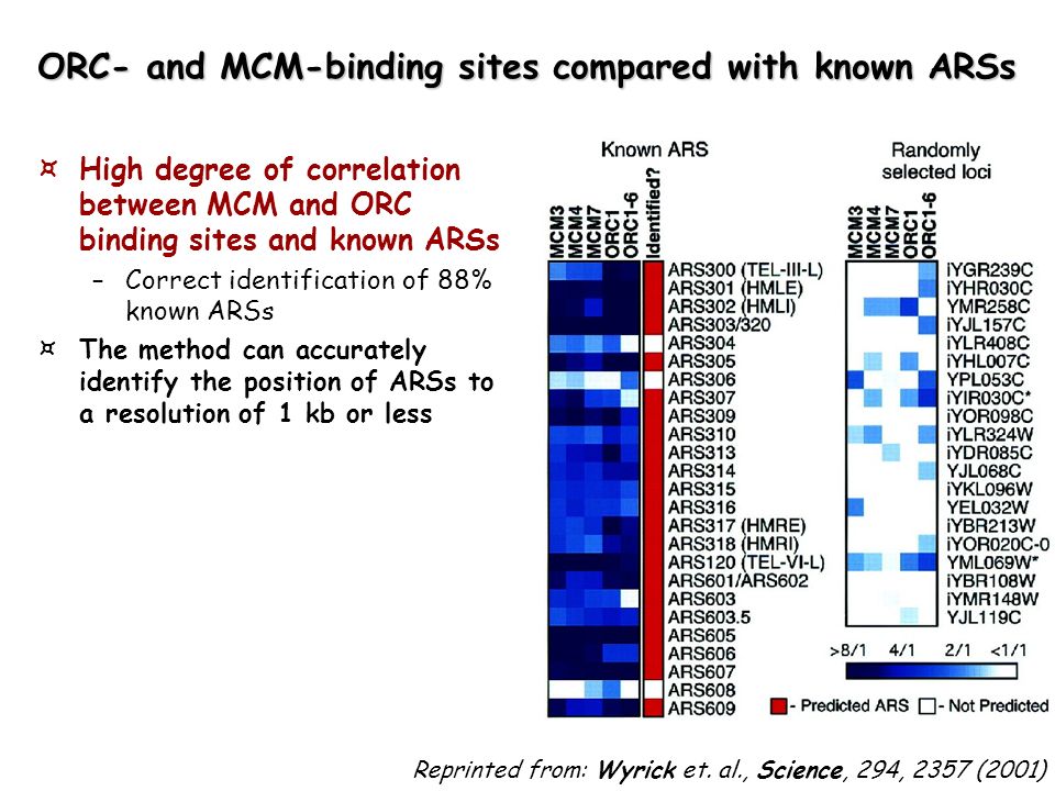 ORC- and MCM-binding sites compared with known ARSs