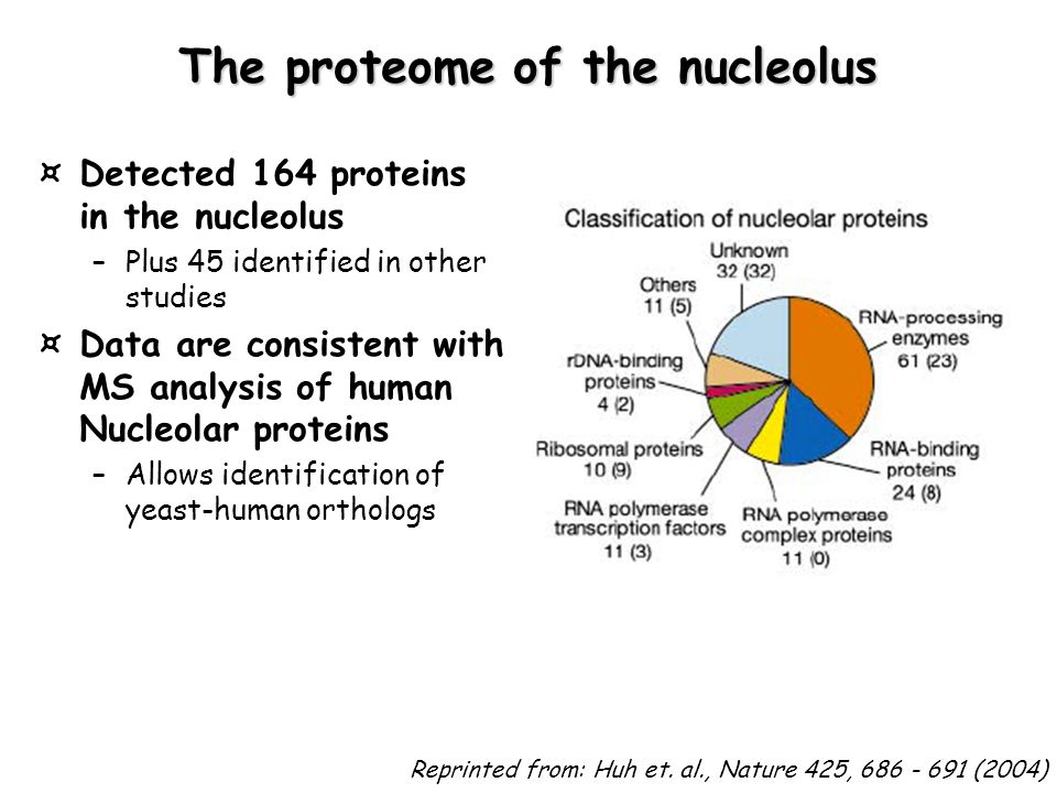 The proteome of the nucleolus