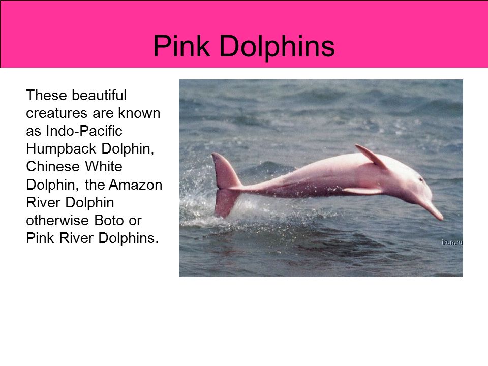 Pink Dolphins These Beautiful Creatures Are Known As Indo Pacific Humpback Dolphin Chinese White Dolphin The Amazon River Dolphin Otherwise Boto Or Pink Ppt Video Online Download