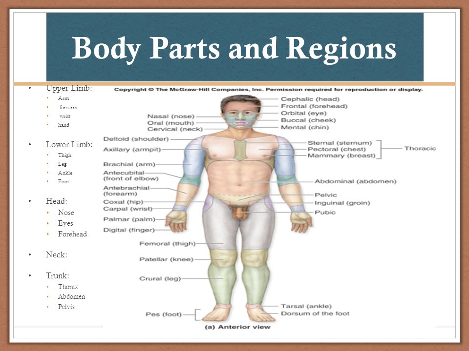 Terminology And The Body Plan Ppt Video Online Download