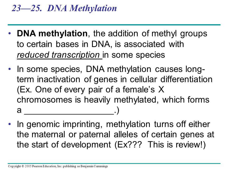 23—25. DNA Methylation