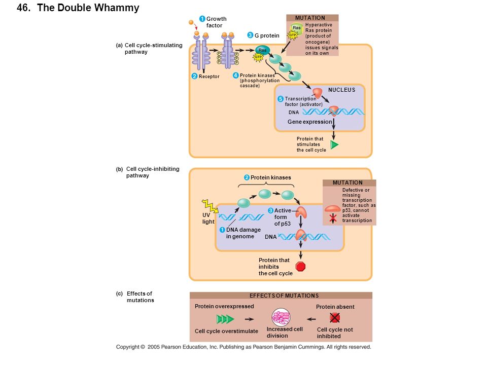 46. The Double Whammy Growth MUTATION factor G protein