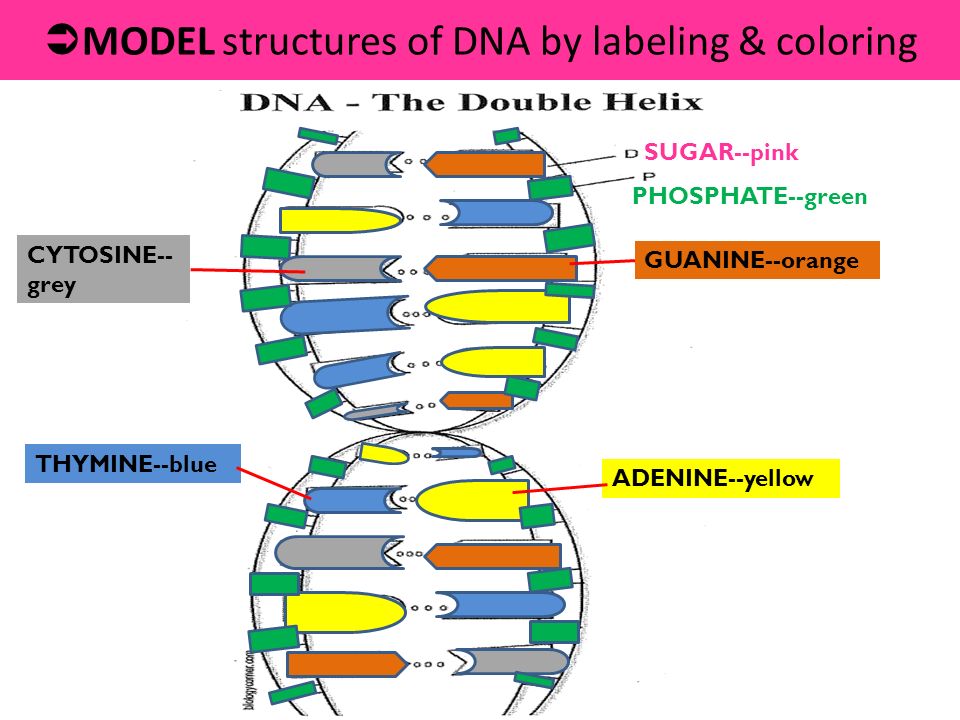 labeled dna models projects