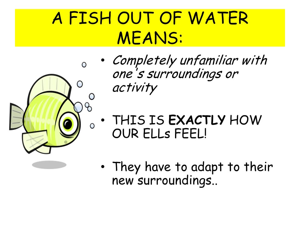Fish Out Of Water Ppt Video Online Download