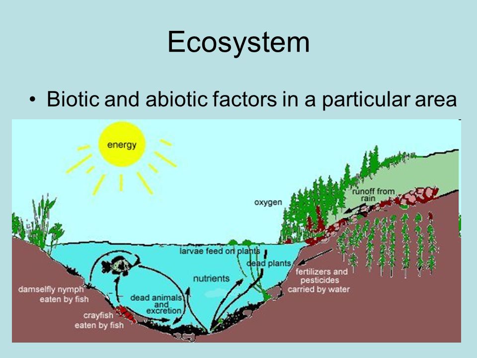 Ecosystem Biotic and abiotic factors in a particular area
