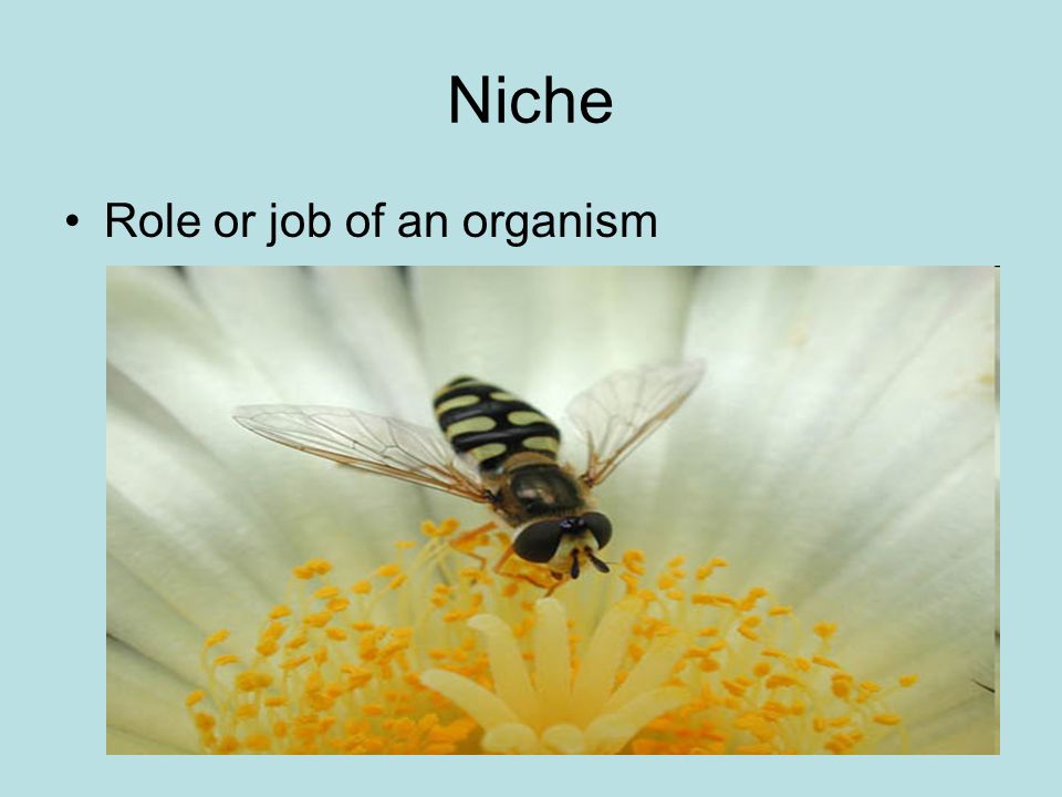 Niche Role or job of an organism