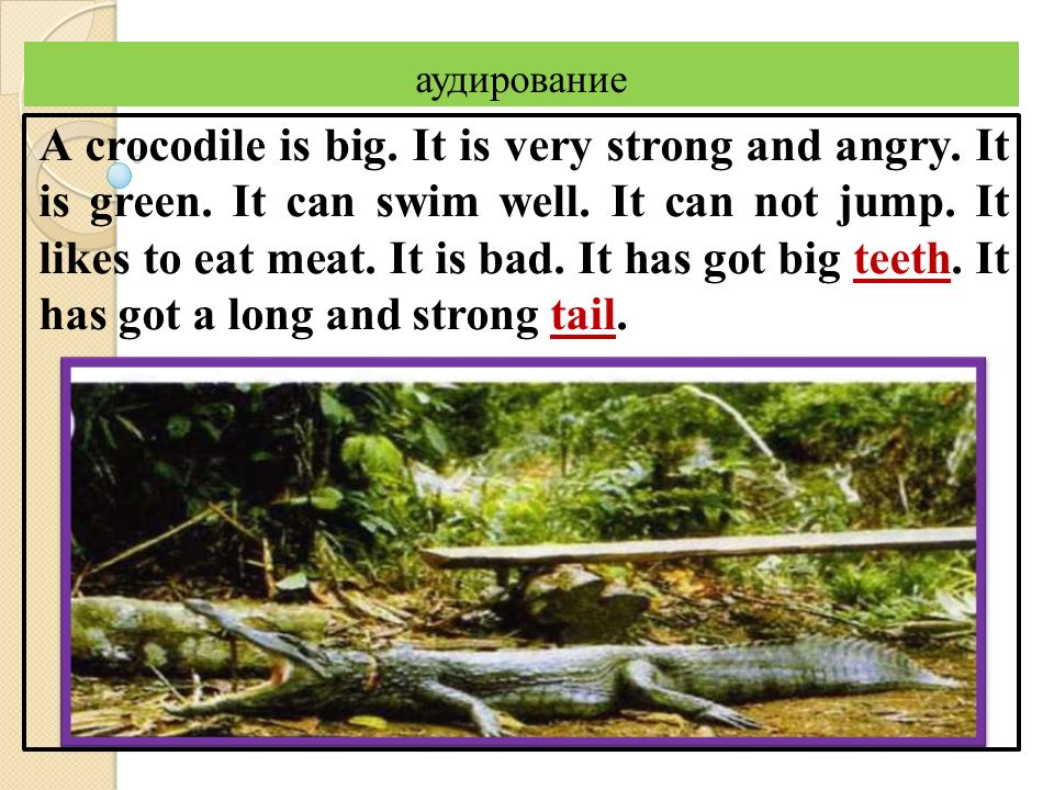 Ronda s dog is not long перевод. Описание крокодила на английском. Рассказ про крокодила на английском. Крокодил презентация по английскому языку. Крокодил рассказ по английскому.