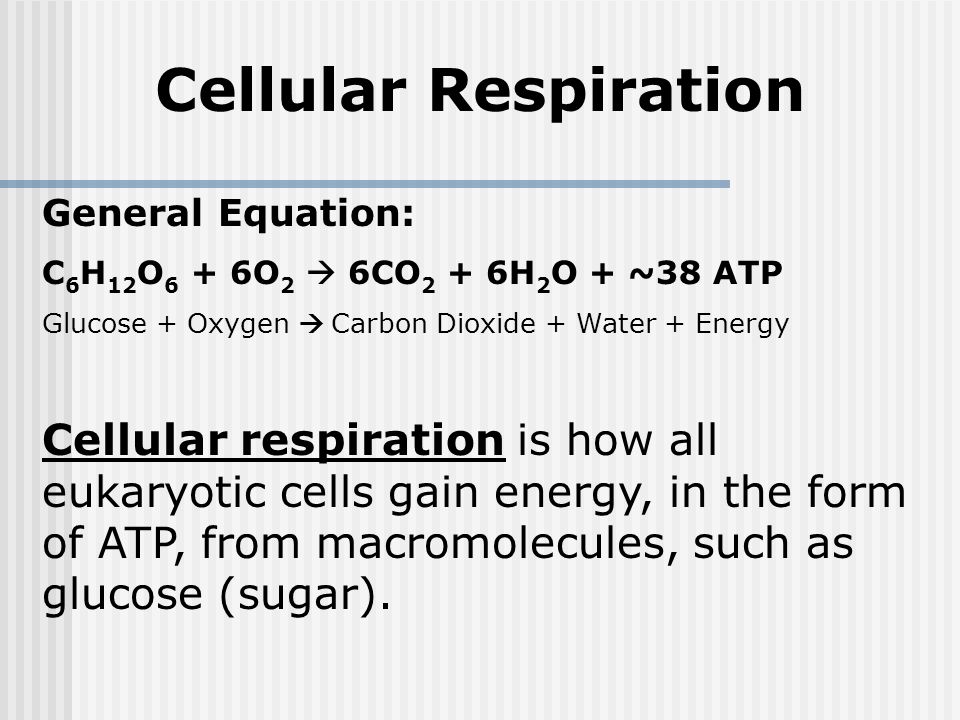 Breathing Pulmonary Respiration Versus Cellular Respiration Ppt Download