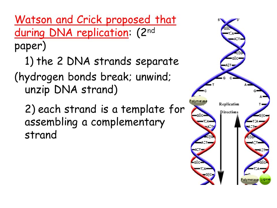 Dna Replication Ppt Download