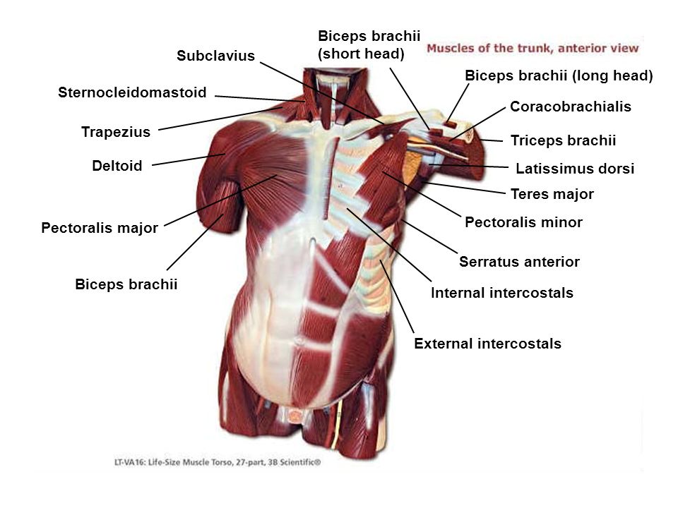 Internal Oblique мышца