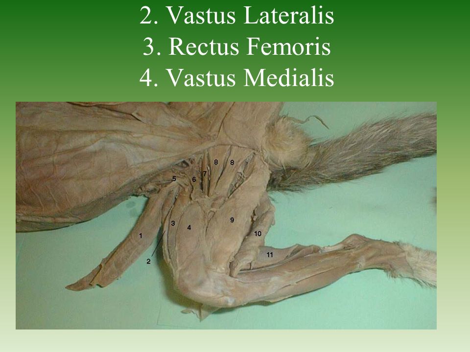 FHC Cat Dissection Deep Muscles. - ppt video online download