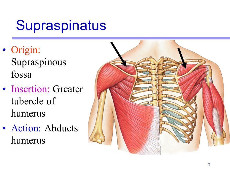 deltoid tuberosity clavicle