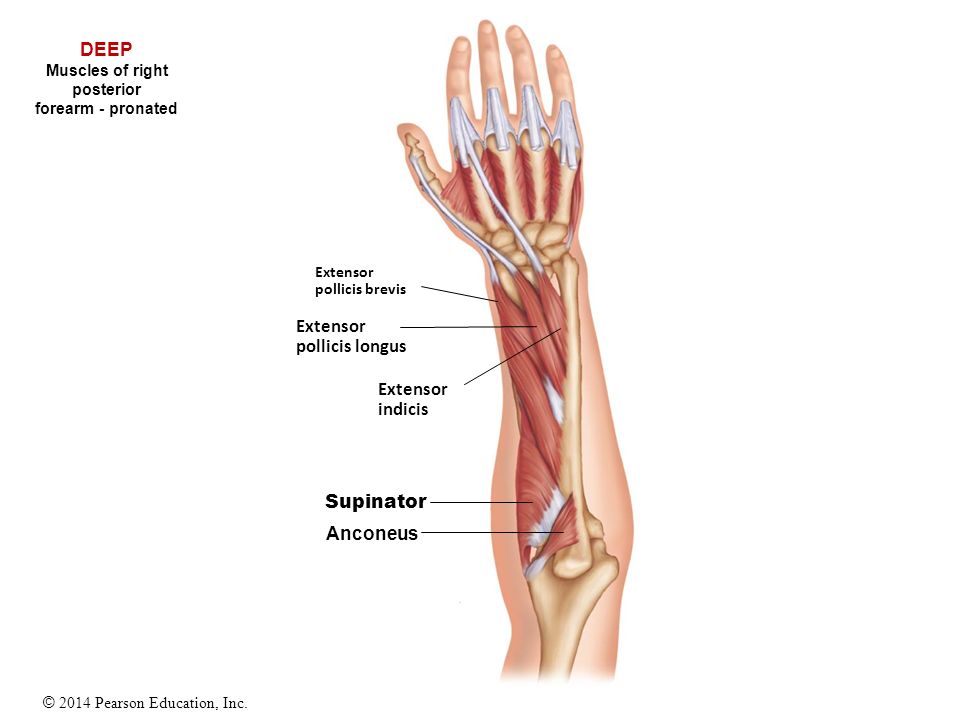 Muscles Study Guide Ppt Video Online Download
