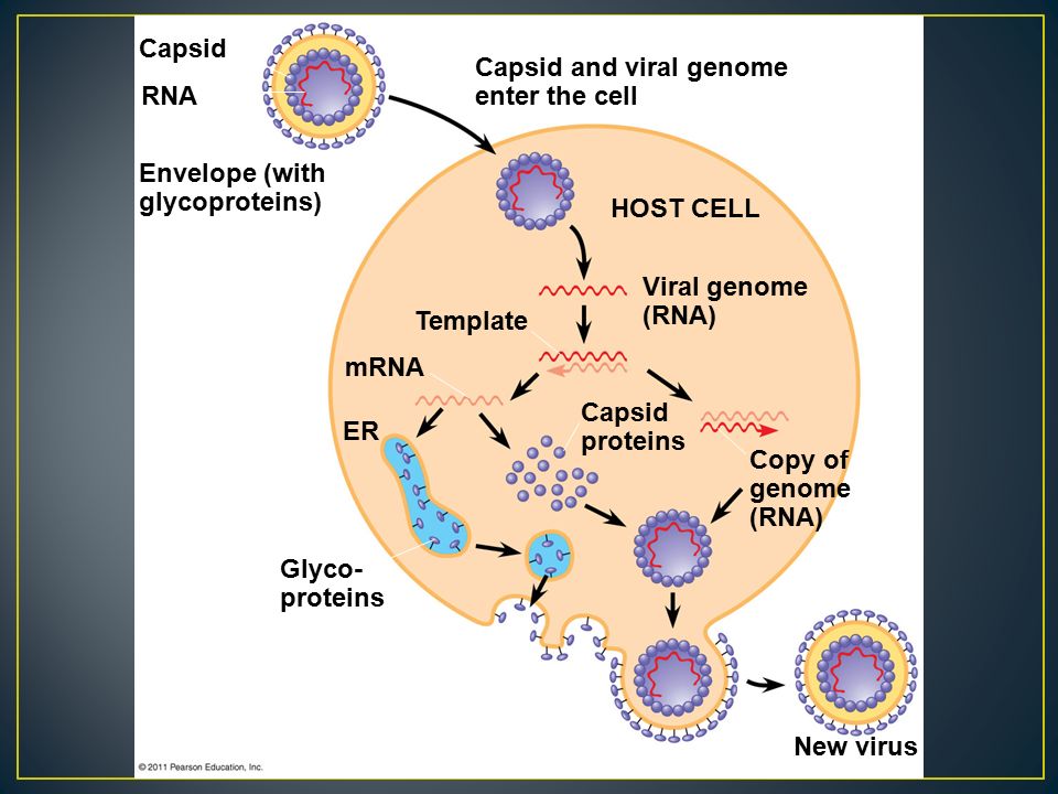 Cell virus. Viral Genome. Virus Genome. Virus Cells. Обратная транскрипция вируса гепатита в.