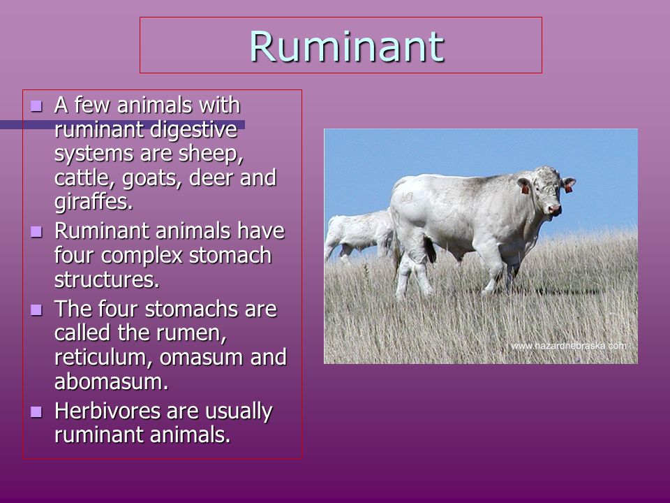Ruminant Digestion. - ppt video online download