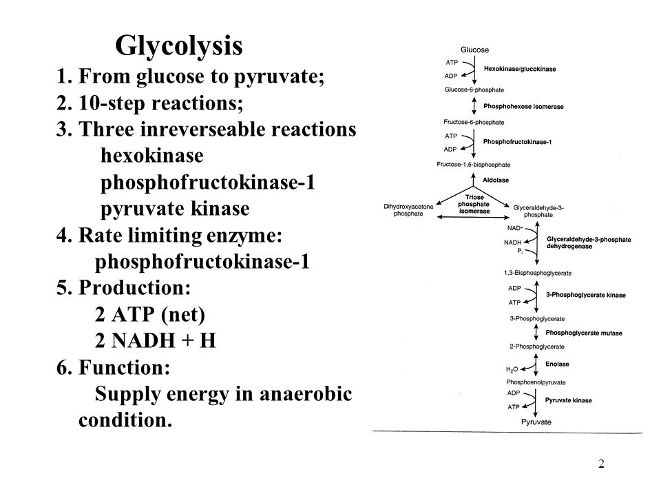 Glycolysis 1. From glucose to pyruvate; step reactions; 3 - ppt ...