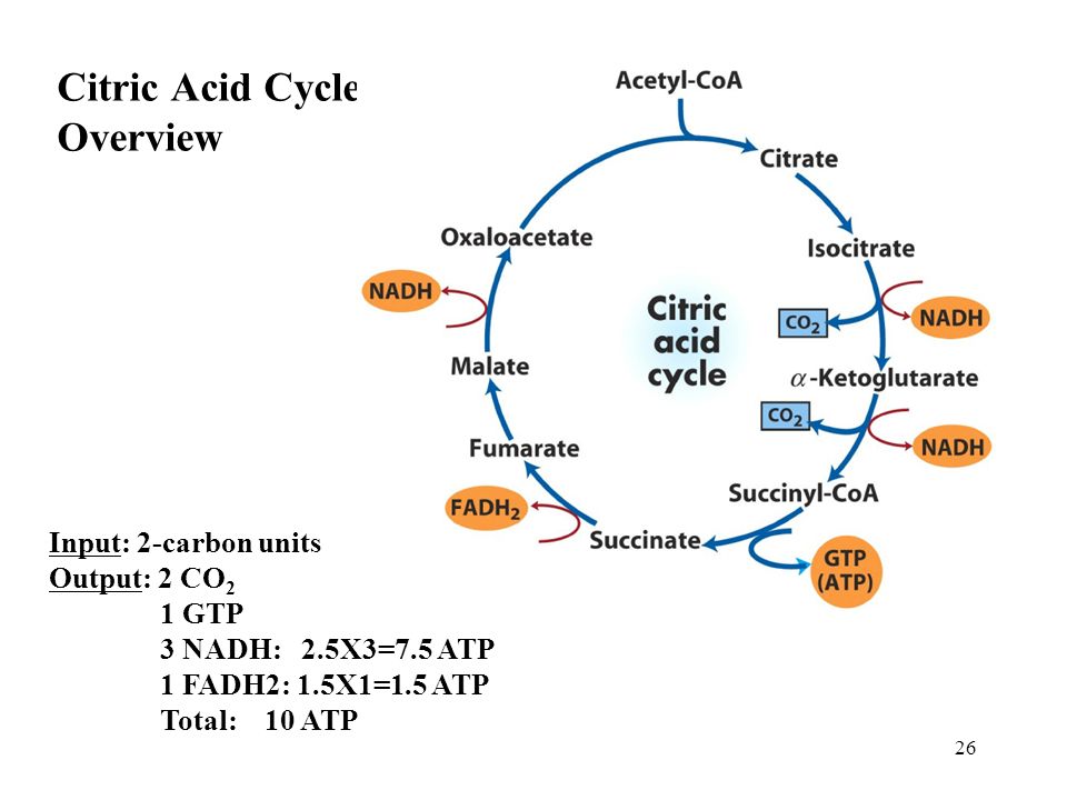 Цикл трикарбоновых кислот этапы. Цикл трикарбоновых кислот биохимия. Цикл трикарбоновых кислот схема. Цикл трикарбоновых кислот цикл Кребса. TCA Cycle citric acid Cycle.