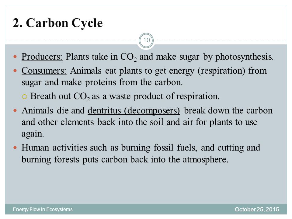 2. Carbon Cycle Producers: Plants take in CO2 and make sugar by photosynthesis.
