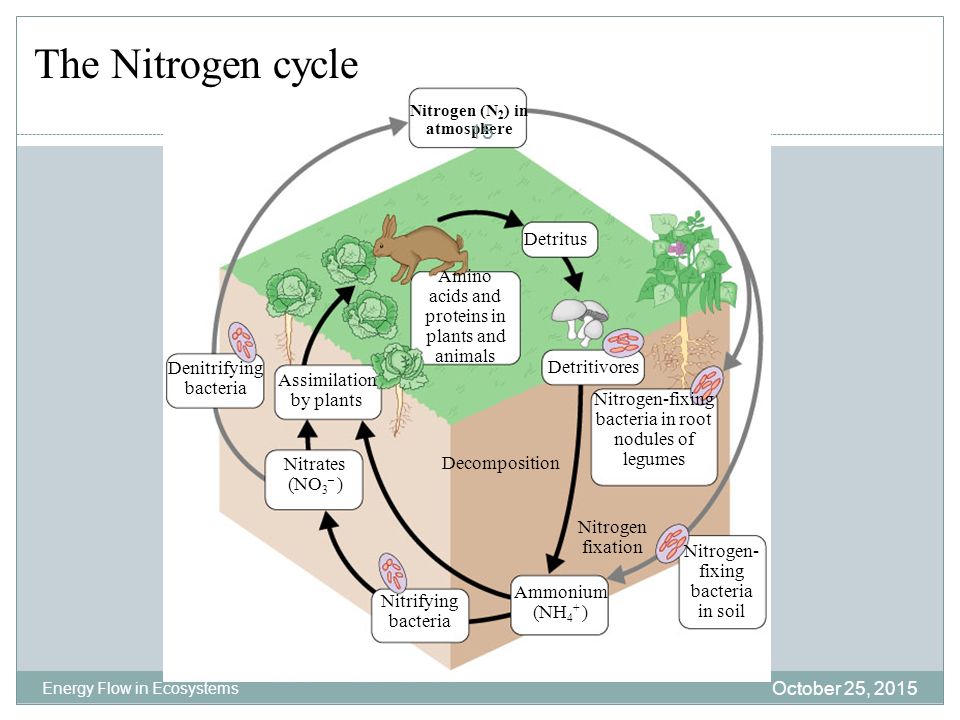 Nitrogen (N2) in atmosphere