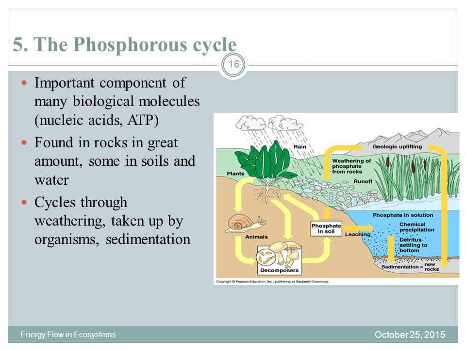 5. The Phosphorous cycle Important component of many biological molecules (nucleic acids, ATP)