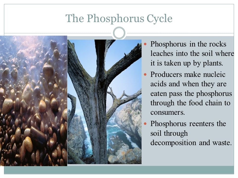 The Phosphorus Cycle Phosphorus in the rocks leaches into the soil where it is taken up by plants.