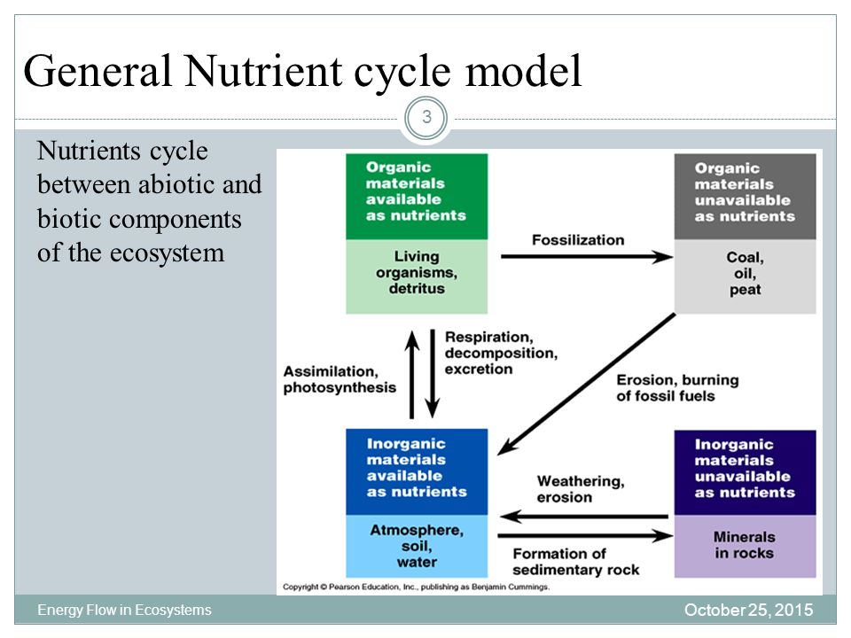 General Nutrient cycle model