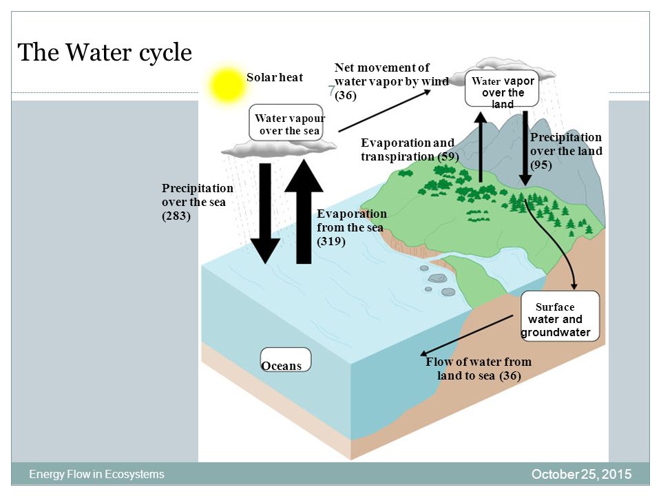 The Water cycle Net movement of water vapor by wind (36) Solar heat