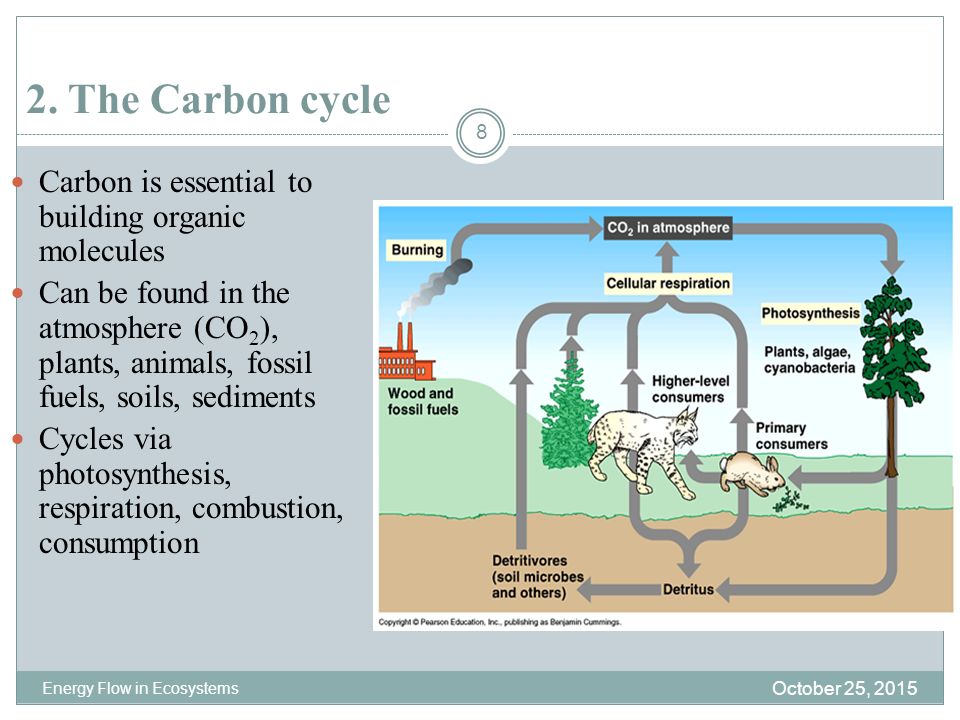 2. The Carbon cycle Carbon is essential to building organic molecules