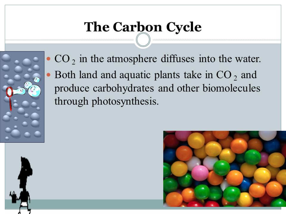 The Carbon Cycle CO 2 in the atmosphere diffuses into the water.