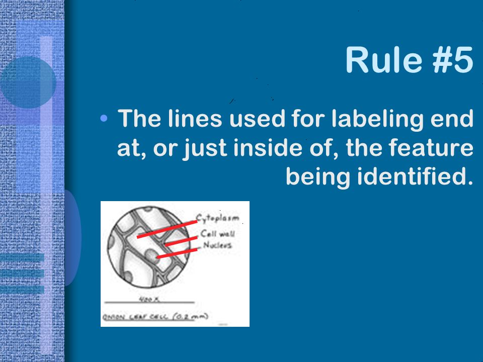 Rule #5 The lines used for labeling end at, or just inside of, the feature being identified.