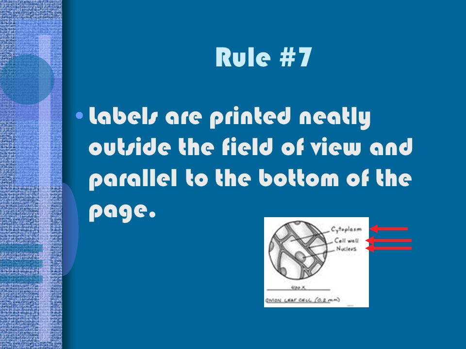 Rule #7 Labels are printed neatly outside the field of view and parallel to the bottom of the page.