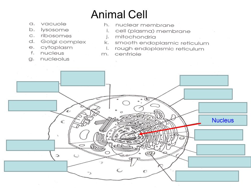 complex animal cell diagram