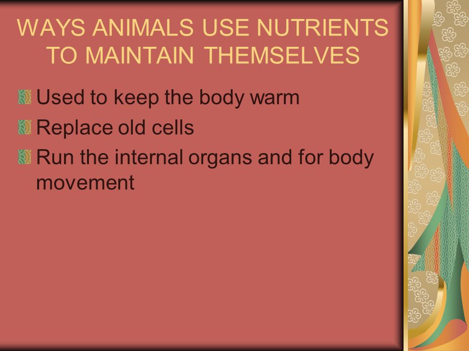 Animal Nutrition. - ppt download