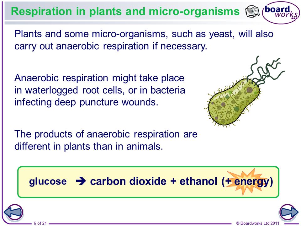 Aerobic And Anaerobic Respiration Part 1 Of 2 Gcse Science Biology Get To Know Science Youtube