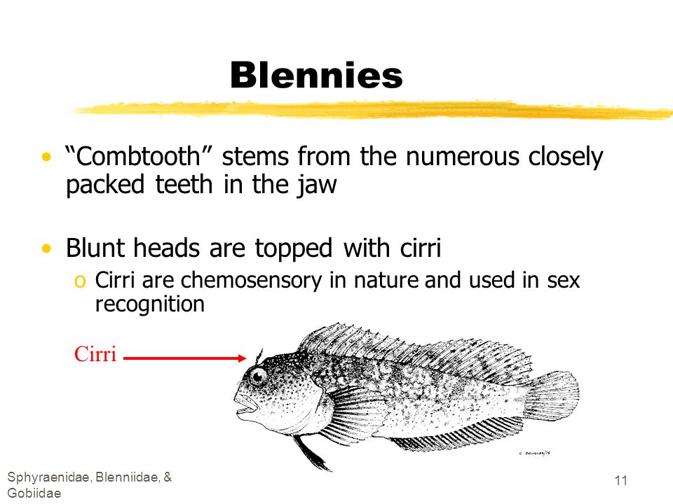Blennies Combtooth stems from the numerous closely packed teeth in the jaw. Blunt heads are topped with cirri.