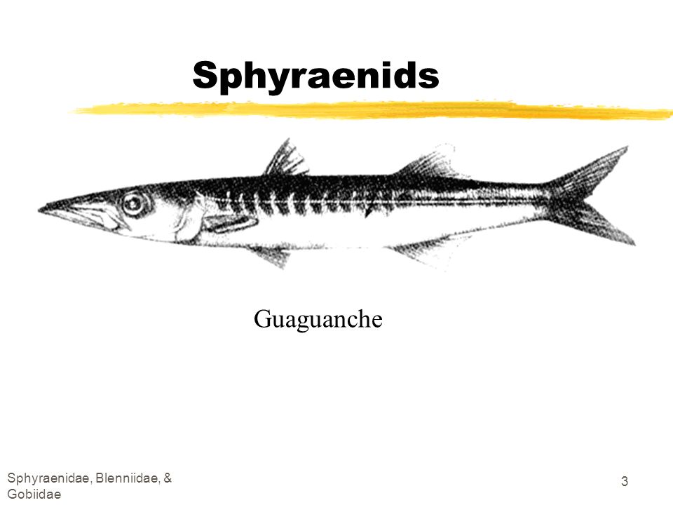 Sphyraenids Guaguanche Sphyraenidae, Blenniidae, & Gobiidae
