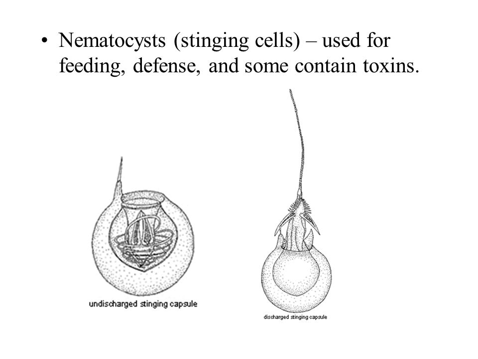 Nematocysts (stinging cells) – used for feeding, defense, and some contain toxins.