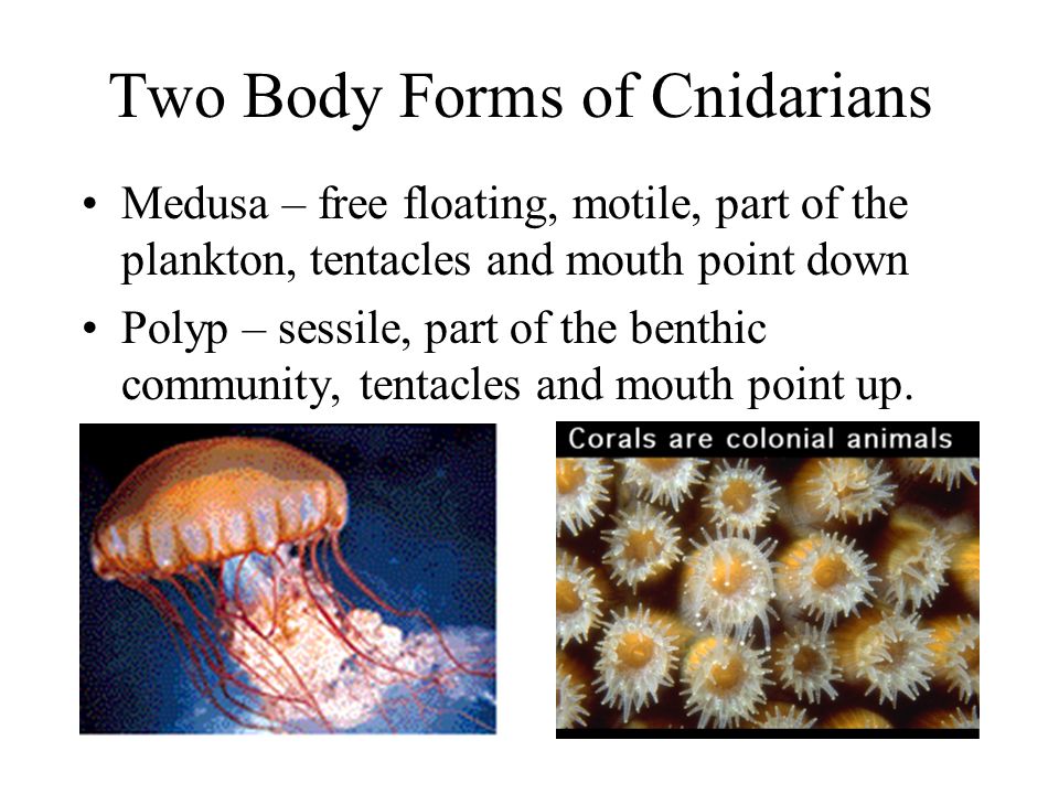 Two Body Forms of Cnidarians