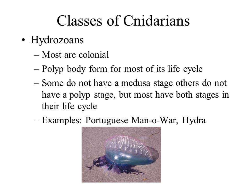 Classes of Cnidarians Hydrozoans Most are colonial