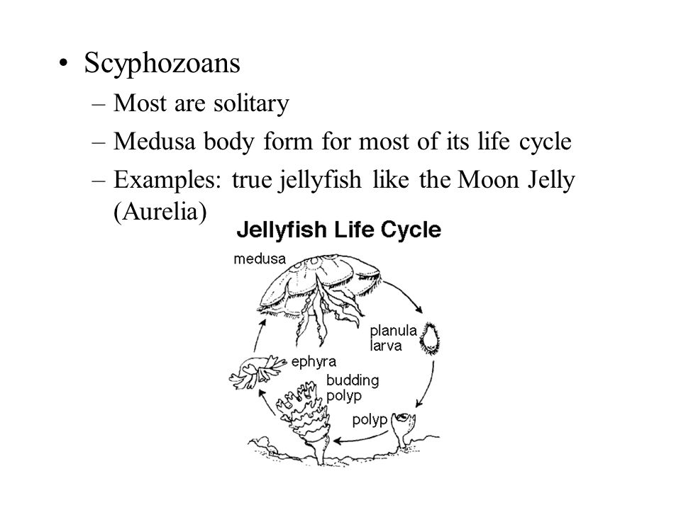 Scyphozoans Most are solitary