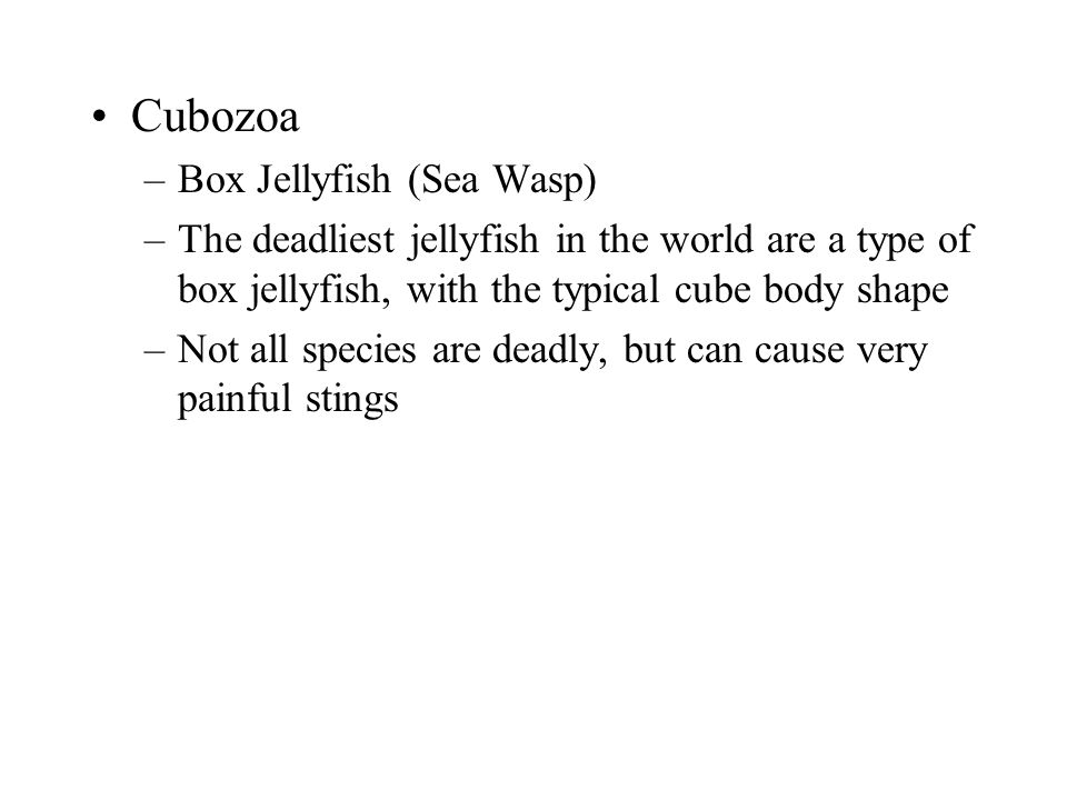 Cubozoa Box Jellyfish (Sea Wasp)