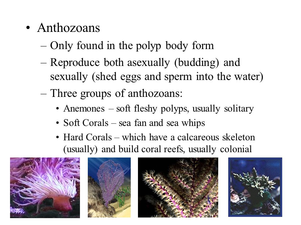 Anthozoans Only found in the polyp body form