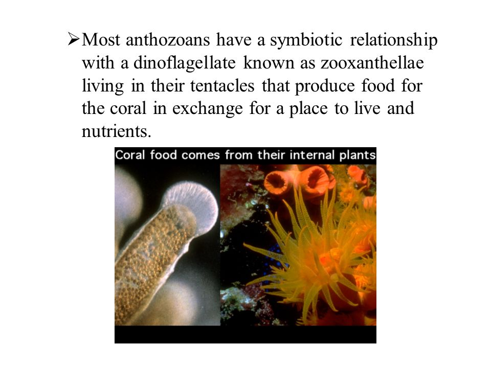 Most anthozoans have a symbiotic relationship with a dinoflagellate known as zooxanthellae living in their tentacles that produce food for the coral in exchange for a place to live and nutrients.
